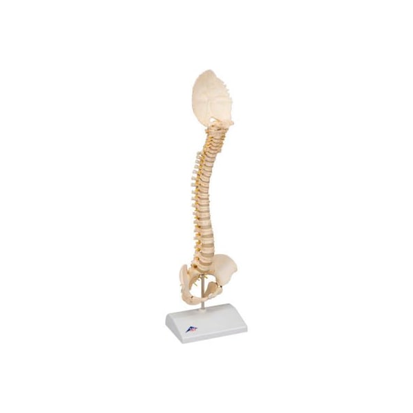 3B Anatomical Model - Pediatric Spine (BONElike)